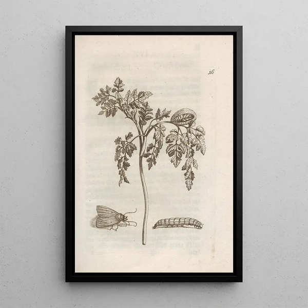 La merveilleuse transformation des chenilles et leur étrange nourriture florale Pl017 - Maria Sibylla Merian — framed artwork on a wall