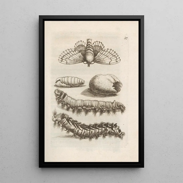 La merveilleuse transformation des chenilles et leur étrange nourriture florale Pl018 - Maria Sibylla Merian — framed artwork on a wall