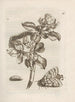 The miraculous transformation of caterpillars and the strange flower food Pl. 019 - Maria Sibylla Merian — artwork view