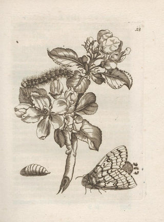 Maria Sibylla Merian - Der Raupen wunderbare Verwandelung und sonderbare BlumenNahrung Pl019.webp