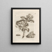 The miraculous transformation of caterpillars and the strange flower food Pl. 019 - Maria Sibylla Merian — framed artwork on a wall