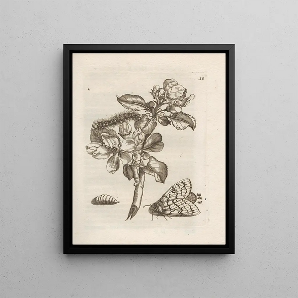 The miraculous transformation of caterpillars and the strange flower food Pl. 019 - Maria Sibylla Merian — framed artwork on a wall