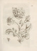 The Miraculous Transformation of Caterpillars and the Strange Food for Flowers Pl. 020 - Maria Sibylla Merian — artwork view