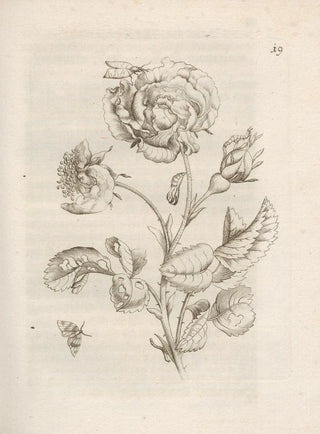 Maria Sibylla Merian - Der Raupen wunderbare Verwandelung und sonderbare BlumenNahrung Pl020.webp
