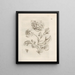 The Miraculous Transformation of Caterpillars and the Strange Food for Flowers Pl. 020 - Maria Sibylla Merian — framed artwork on a wall