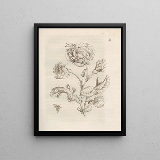 Maria Sibylla Merian - Der Raupen wunderbare Verwandelung und sonderbare BlumenNahrung Pl020.webp