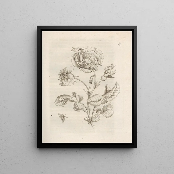 The Miraculous Transformation of Caterpillars and the Strange Food for Flowers Pl. 020 - Maria Sibylla Merian — framed artwork on a wall