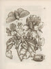 The Miraculous Transformation of Caterpillars and the Strange Food of Flowers Pl. 022 - Maria Sibylla Merian — artwork view