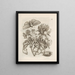 The Miraculous Transformation of Caterpillars and the Strange Food of Flowers Pl. 022 - Maria Sibylla Merian — framed artwork on a wall