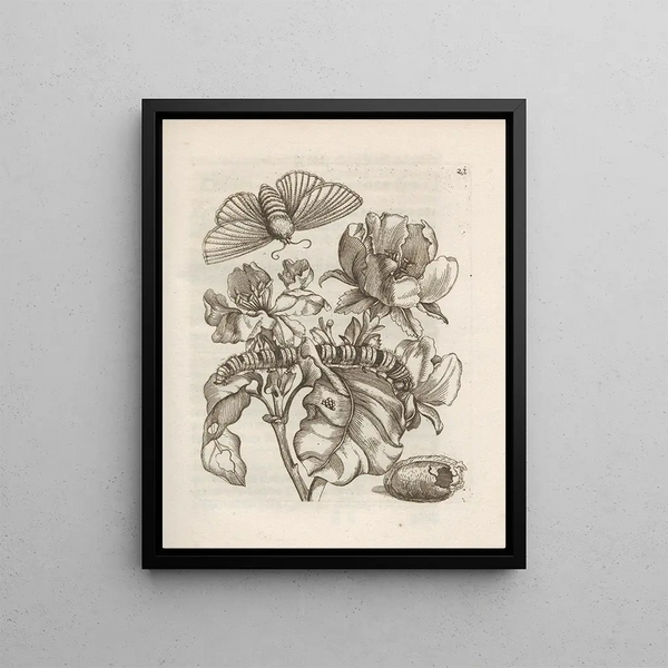 The Miraculous Transformation of Caterpillars and the Strange Food of Flowers Pl. 022 - Maria Sibylla Merian — framed artwork on a wall