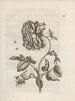 The Miraculous Transformation of Caterpillars and the Strange Food of Flowers Pl. 023 - Maria Sibylla Merian — artwork view