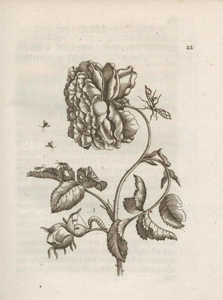 Maria Sibylla Merian - Der Raupen wunderbare Verwandelung und sonderbare BlumenNahrung Pl023.webp
