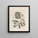 The Miraculous Transformation of Caterpillars and the Strange Food of Flowers Pl. 023 - Maria Sibylla Merian — framed artwork on a wall
