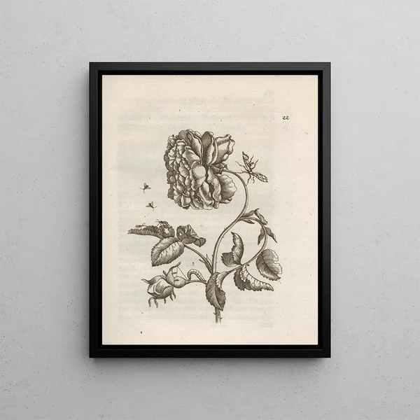 The Miraculous Transformation of Caterpillars and the Strange Food of Flowers Pl. 023 - Maria Sibylla Merian — framed artwork on a wall