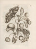 The Miraculous Transformation of Caterpillars and the Strange Food of Flowers Pl024 - Maria Sibylla Merian — artwork view