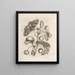The Miraculous Transformation of Caterpillars and the Strange Food of Flowers Pl024 - Maria Sibylla Merian — framed artwork on a wall