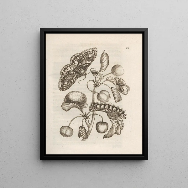 The Miraculous Transformation of Caterpillars and the Strange Food of Flowers Pl024 - Maria Sibylla Merian — framed artwork on a wall