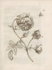 La transformation miraculeuse des chenilles et l'étrange nourriture pour fleurs Pl025 - Maria Sibylla Merian — artwork view