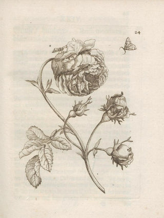 Maria Sibylla Merian - Der Raupen wunderbare Verwandelung und sonderbare BlumenNahrung Pl025.webp