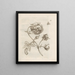 La transformation miraculeuse des chenilles et l'étrange nourriture pour fleurs Pl025 - Maria Sibylla Merian — framed artwork on a wall