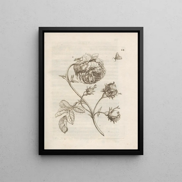 La transformation miraculeuse des chenilles et l'étrange nourriture pour fleurs Pl025 - Maria Sibylla Merian — framed artwork on a wall