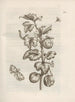 The Miraculous Transformation of Caterpillars and the Strange Food of Flowers Pl026 - Maria Sibylla Merian — artwork view