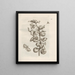 The Miraculous Transformation of Caterpillars and the Strange Food of Flowers Pl026 - Maria Sibylla Merian — framed artwork on a wall