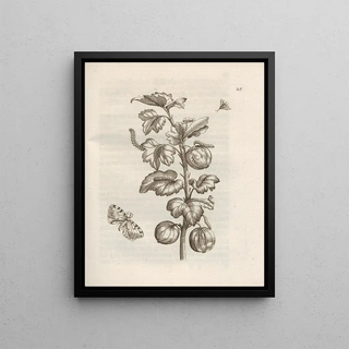 Maria Sibylla Merian - Der Raupen wunderbare Verwandelung und sonderbare BlumenNahrung Pl026.webp