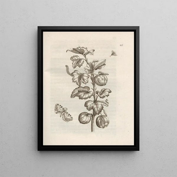 The Miraculous Transformation of Caterpillars and the Strange Food of Flowers Pl026 - Maria Sibylla Merian — framed artwork on a wall