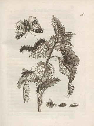 Maria Sibylla Merian - Der Raupen wunderbare Verwandelung und sonderbare BlumenNahrung Pl027.webp
