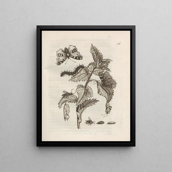The Miraculous Transformation of Caterpillars and the Strange Food of Flowers Pl027 - Maria Sibylla Merian — framed artwork on a wall