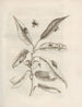 The Miraculous Transformation of Caterpillars and the Strange Food of Flowers Pl028 - Maria Sibylla Merian — artwork view