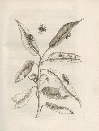Maria Sibylla Merian - Der Raupen wunderbare Verwandelung und sonderbare BlumenNahrung Pl028.webp