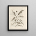The Miraculous Transformation of Caterpillars and the Strange Food of Flowers Pl028 - Maria Sibylla Merian — framed artwork on a wall
