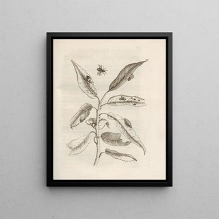 Maria Sibylla Merian - Der Raupen wunderbare Verwandelung und sonderbare BlumenNahrung Pl028.webp