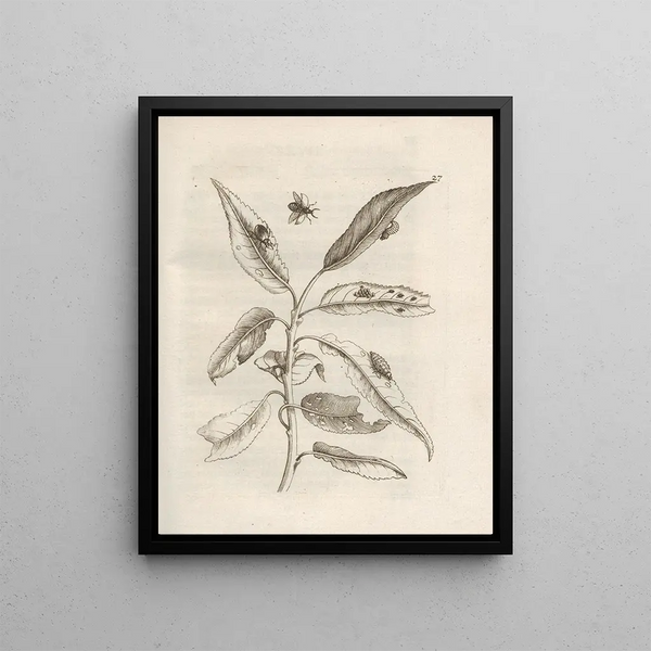 The Miraculous Transformation of Caterpillars and the Strange Food of Flowers Pl028 - Maria Sibylla Merian — framed artwork on a wall