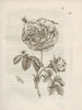 The miraculous transformation of caterpillars and the strange food of flowers Pl029 - Maria Sibylla Merian — artwork view