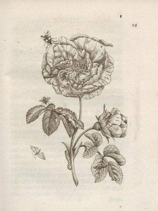 Maria Sibylla Merian - Der Raupen wunderbare Verwandelung und sonderbare BlumenNahrung Pl029.webp