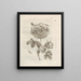 The miraculous transformation of caterpillars and the strange food of flowers Pl029 - Maria Sibylla Merian — framed artwork on a wall