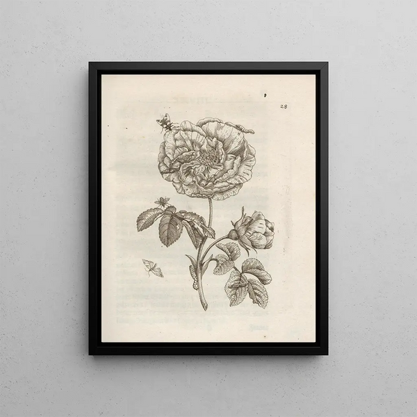 The miraculous transformation of caterpillars and the strange food of flowers Pl029 - Maria Sibylla Merian — framed artwork on a wall
