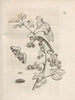 The Miraculous Transformation of Caterpillars and the Strange Food of Flowers Pl030 - Maria Sibylla Merian — artwork view