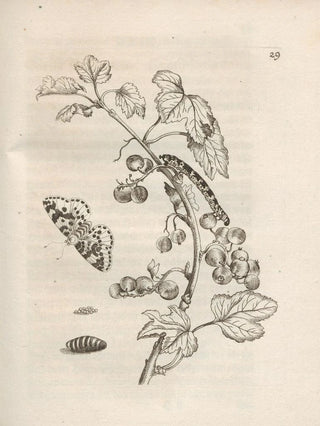 Maria Sibylla Merian - Der Raupen wunderbare Verwandelung und sonderbare BlumenNahrung Pl030.webp
