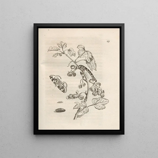 Maria Sibylla Merian - Der Raupen wunderbare Verwandelung und sonderbare BlumenNahrung Pl030.webp