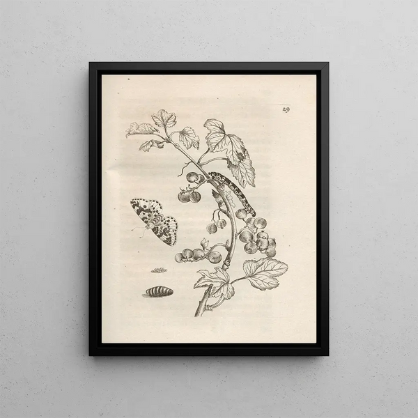 The Miraculous Transformation of Caterpillars and the Strange Food of Flowers Pl030 - Maria Sibylla Merian — framed artwork on a wall