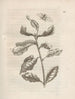 La transformation miraculeuse des chenilles et l'étrange nourriture des fleurs Pl031 - Maria Sibylla Merian — artwork view