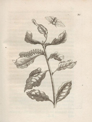 Maria Sibylla Merian - Der Raupen wunderbare Verwandelung und sonderbare BlumenNahrung Pl031.webp