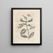 La transformation miraculeuse des chenilles et l'étrange nourriture des fleurs Pl031 - Maria Sibylla Merian — framed artwork on a wall