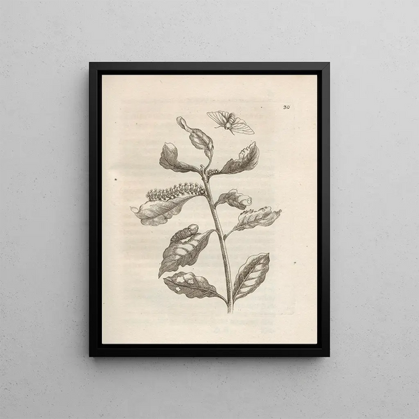 La transformation miraculeuse des chenilles et l'étrange nourriture des fleurs Pl031 - Maria Sibylla Merian — framed artwork on a wall