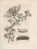 The Miraculous Transformation of Caterpillars and the Strange Food of Flowers Pl032 - Maria Sibylla Merian — artwork view