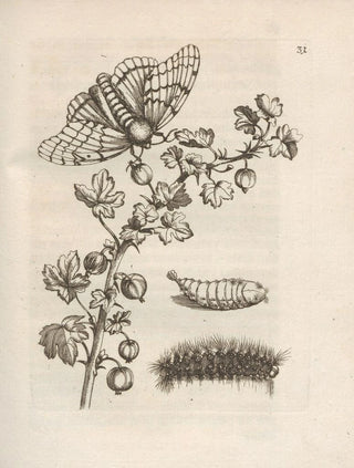 Maria Sibylla Merian - Der Raupen wunderbare Verwandelung und sonderbare BlumenNahrung Pl032.webp